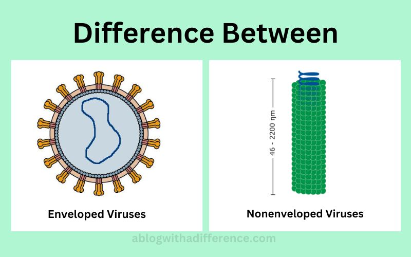 Enveloped and Nonenveloped Viruses