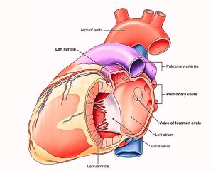 Left Atrium