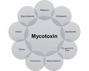 Mycotoxin