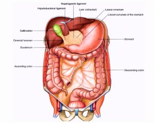 Omentum