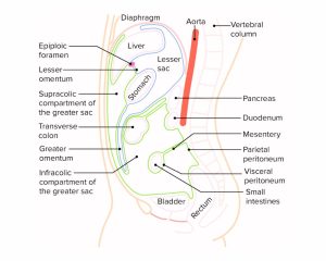 Peritoneum