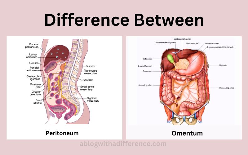 Peritoneum and Omentum