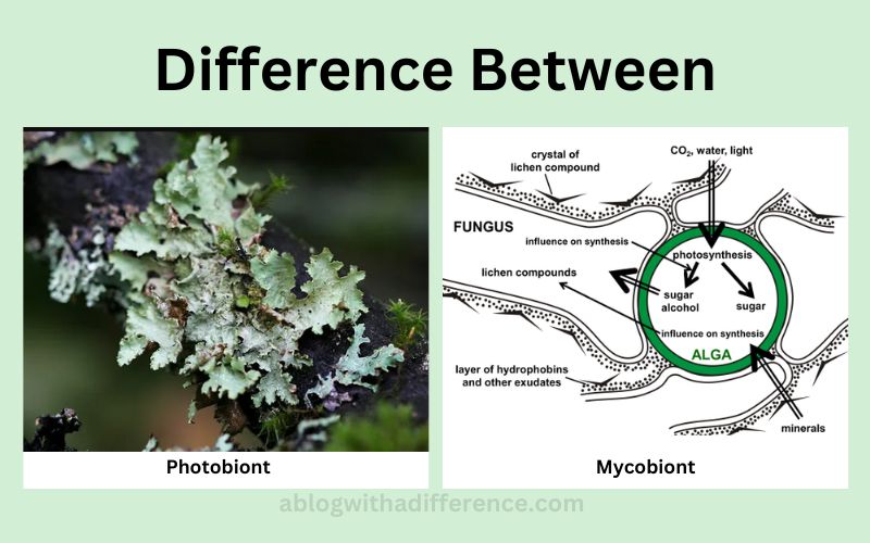 Photobiont and Mycobiont