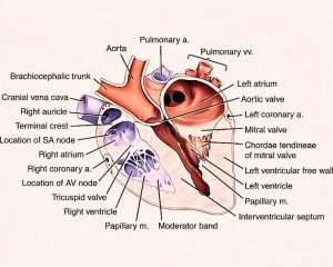 Right Atrium