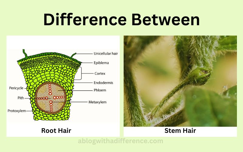 Root Hair and Stem Hair