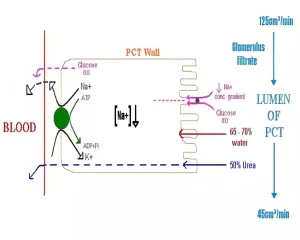 Selective Reabsorption