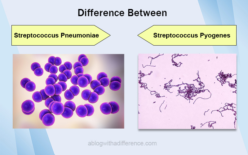Streptococcus Pneumoniae and Streptococcus Pyogenes