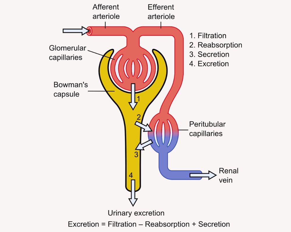 Ultrafiltration and Selective ReabsorptionThe best 6 difference
