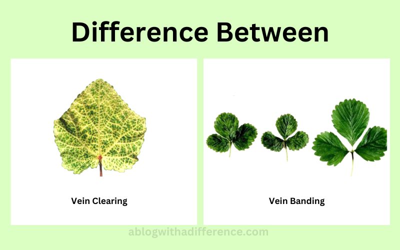 Vein Clearing and Vein Banding