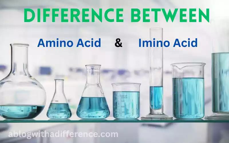 Amino Acid and Imino Acid