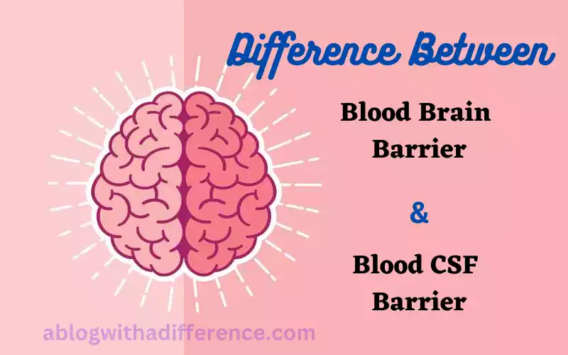Blood Brain Barrier and Blood CSF Barrier
