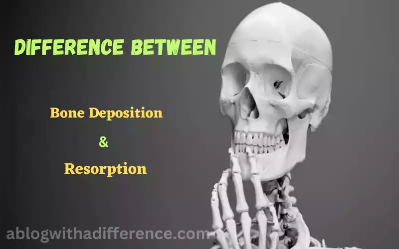 Bone Deposition and Resorption 10 amazing difference don’t you know