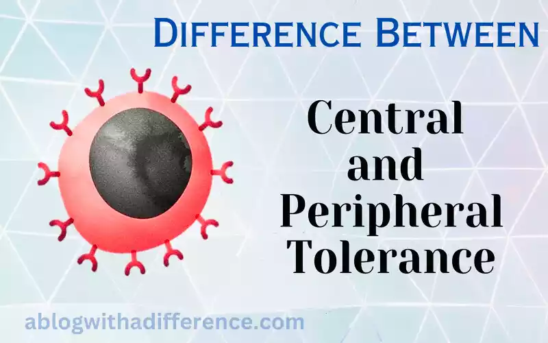 Central and Peripheral Tolerance