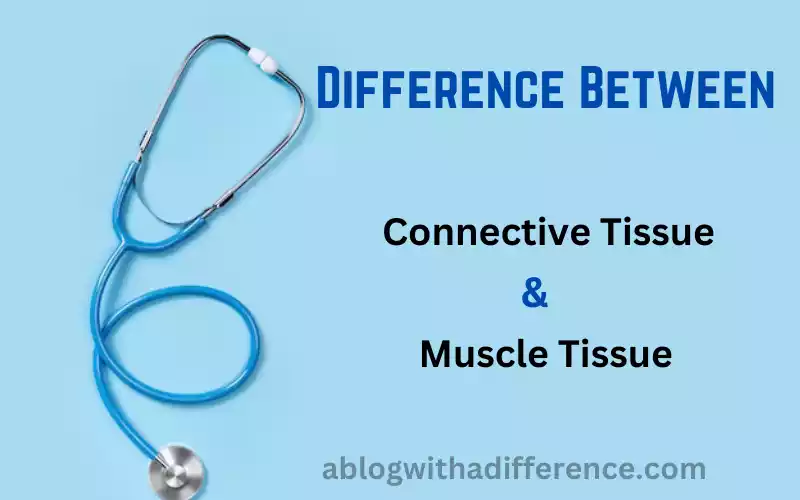 Connective Tissue and Muscle Tissue
