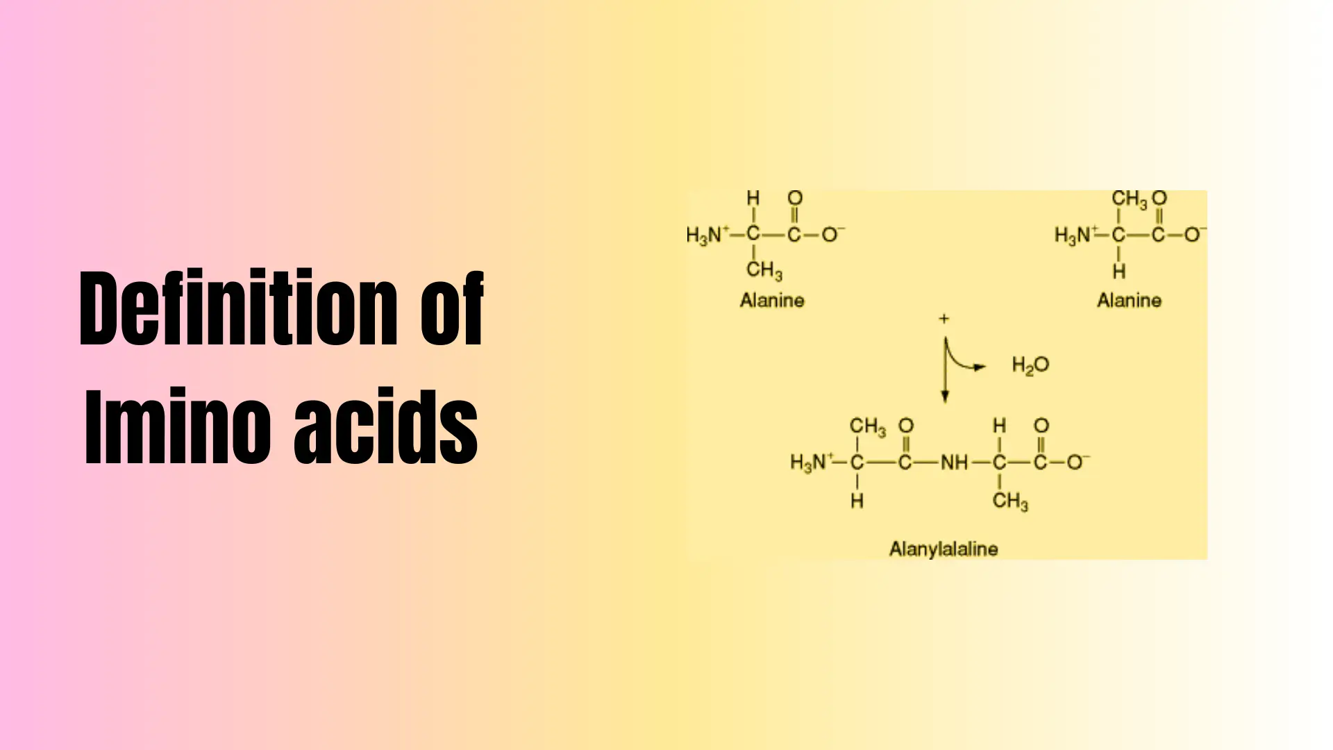 Definition-of-Imino-acids