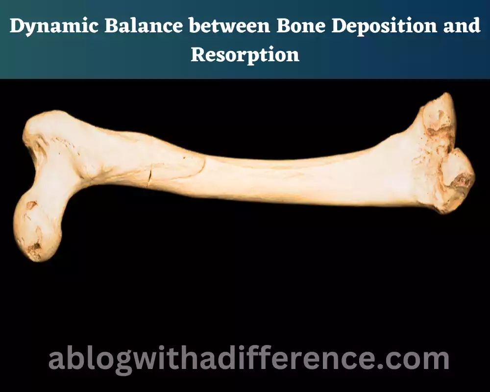 Dynamic Balance between Bone Deposition and Resorption