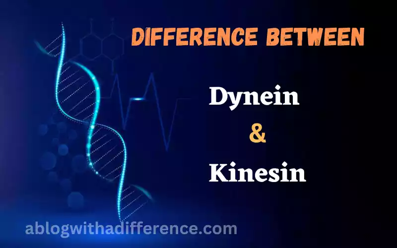 Dynein and Kinesin
