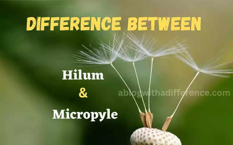 Hilum and Micropyle