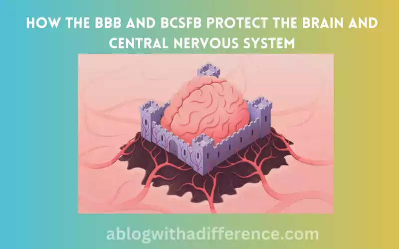 How the BBB and BCSFB protect the brain and central nervous system