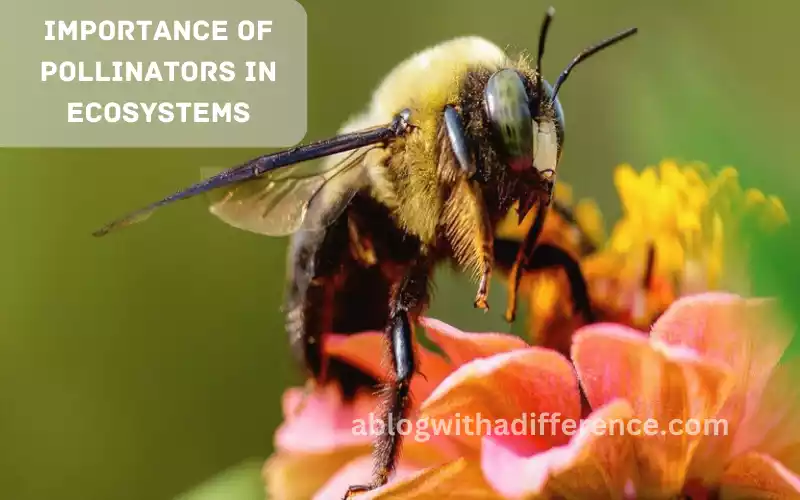 Importance of Pollinators in Ecosystems