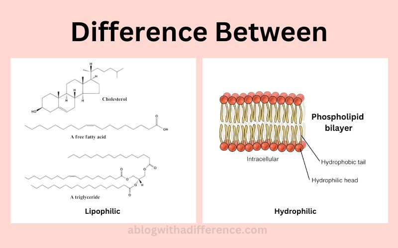 Lipophilic and Hydrophilic