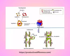 Mechanisms of Vasculogenesis and Angiogenesis