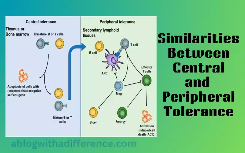 Similarities Between Central and Peripheral Tolerance