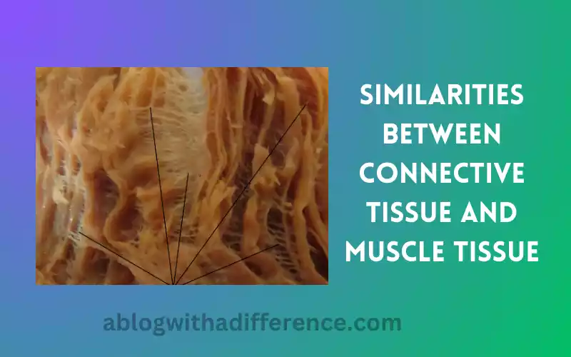 Similarities Between Connective Tissue and Muscle Tissue