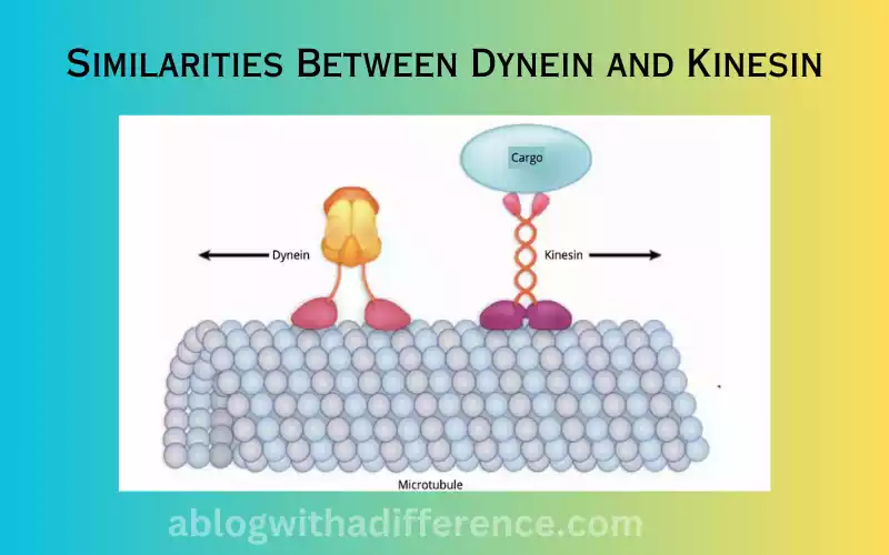 Similarities Between Dynein and Kinesin