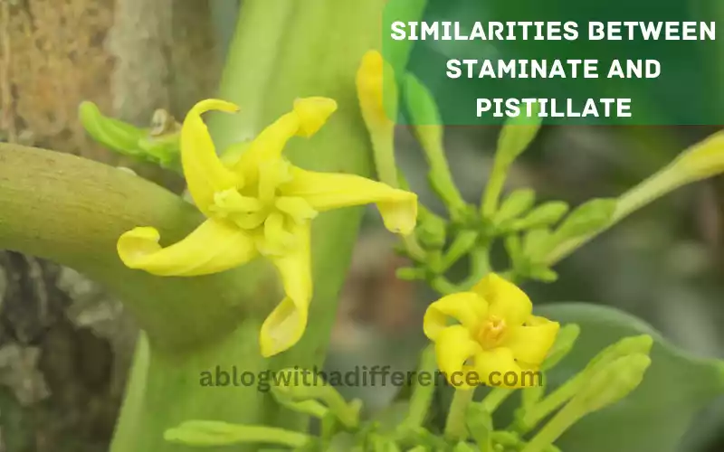 Similarities Between Staminate and Pistillate