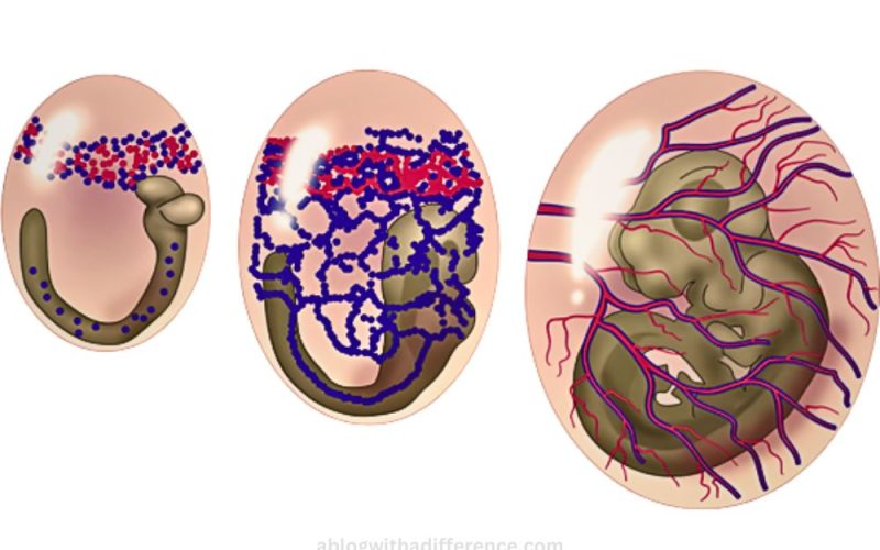 Vasculogenesis and Angiogenesis-The best 4 fancy difference