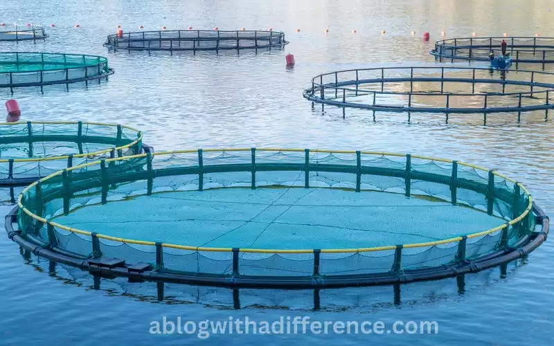 What is Aquaculture?