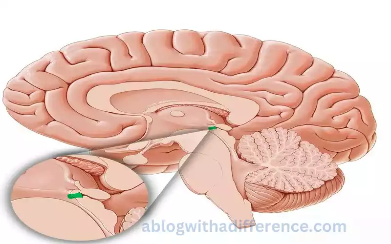 What is Blood Brain Barrier?