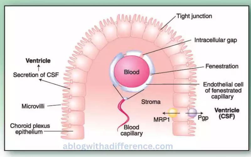 What is Blood-CSF Barrier?