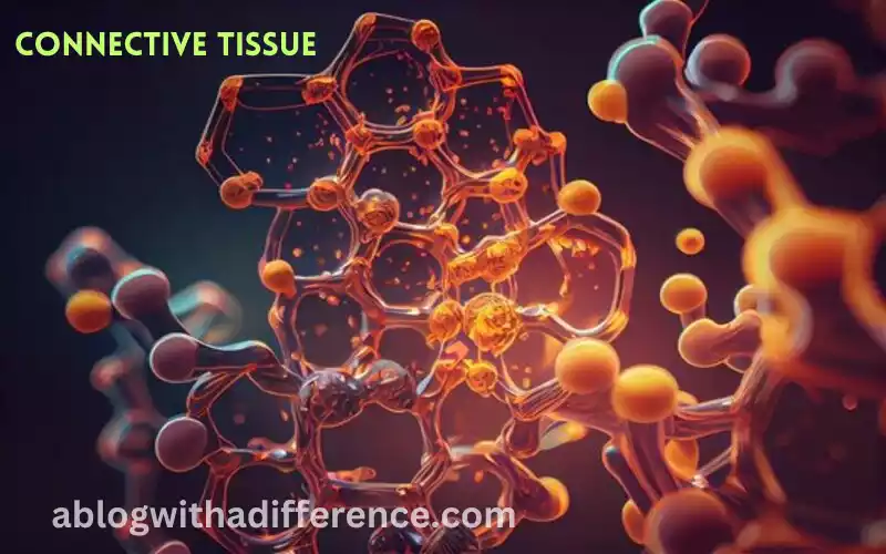 What is Connective Tissue?