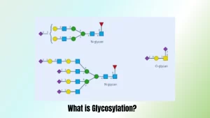 What-is-Glycosylation