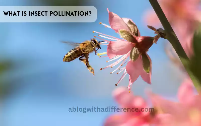 What is Insect Pollination?
