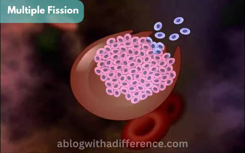 What is Multiple Fission?