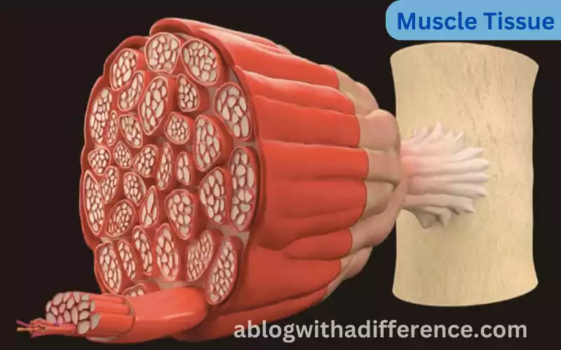 What is Muscle Tissue?