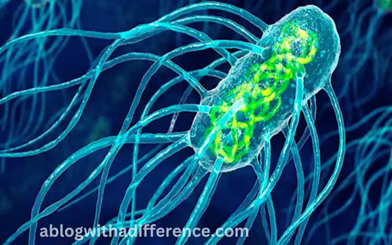 What is Salmonella Paratyphi?