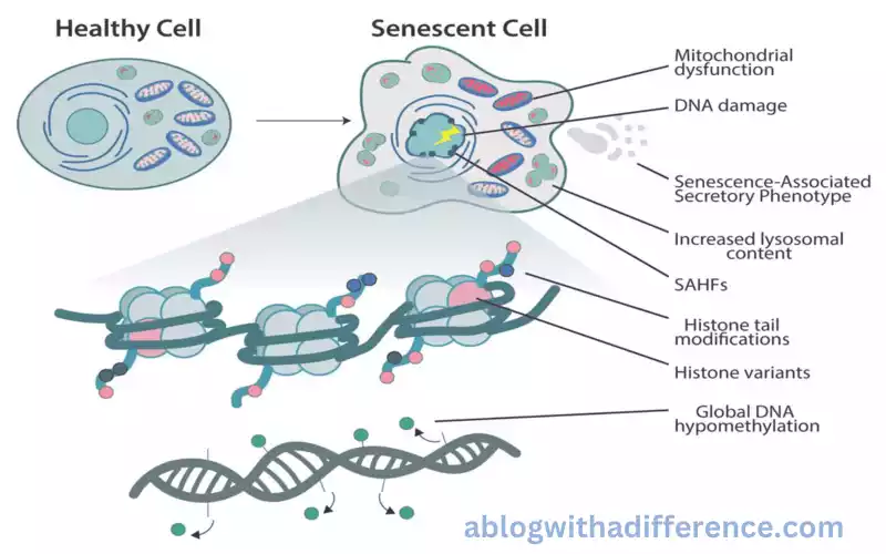 What is Senescence?