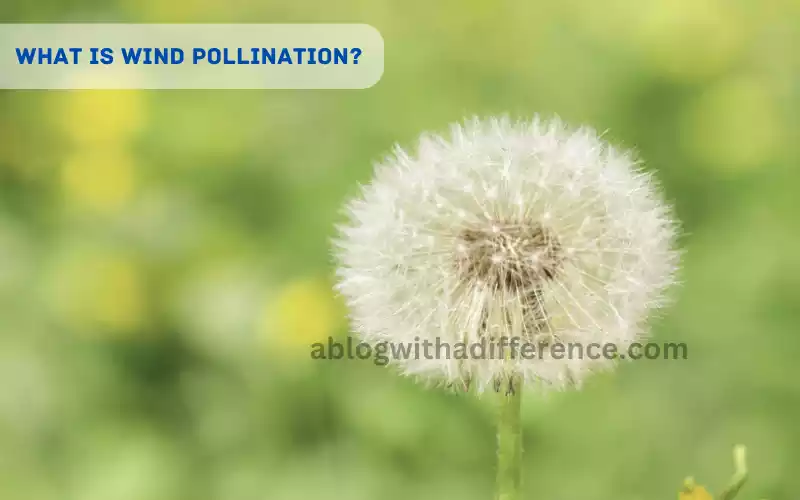 Insect and Wind Pollination 6 best difference you should know ...