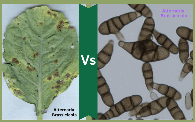 Alternaria Brassicae and Alternaria Brassicicola