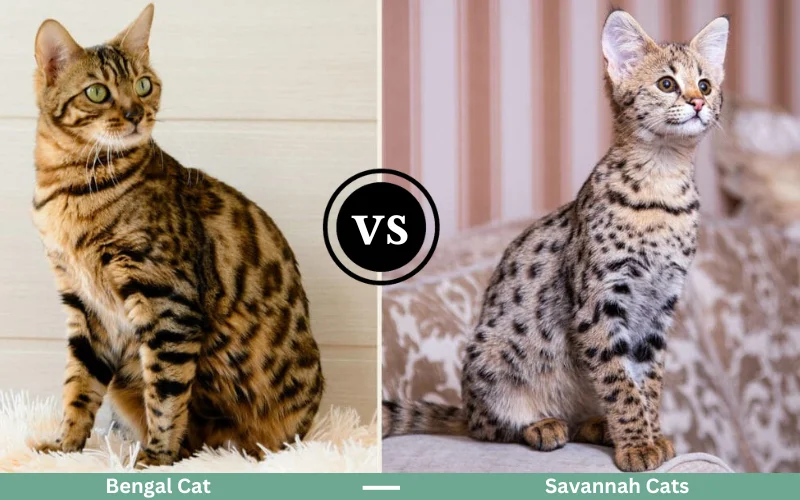 Bengal and Savannah Cats