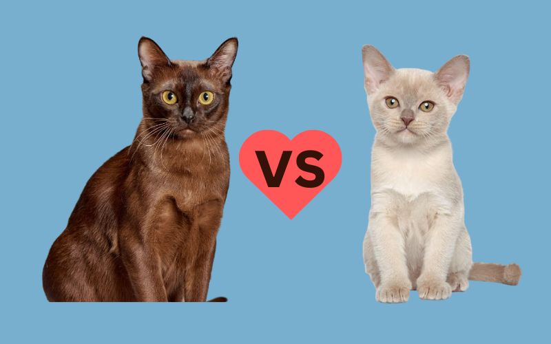 The Best 8 Difference Between Bombay and Burmese Cats