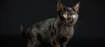 Bombay Cat