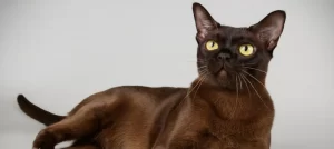 Burmese Cat