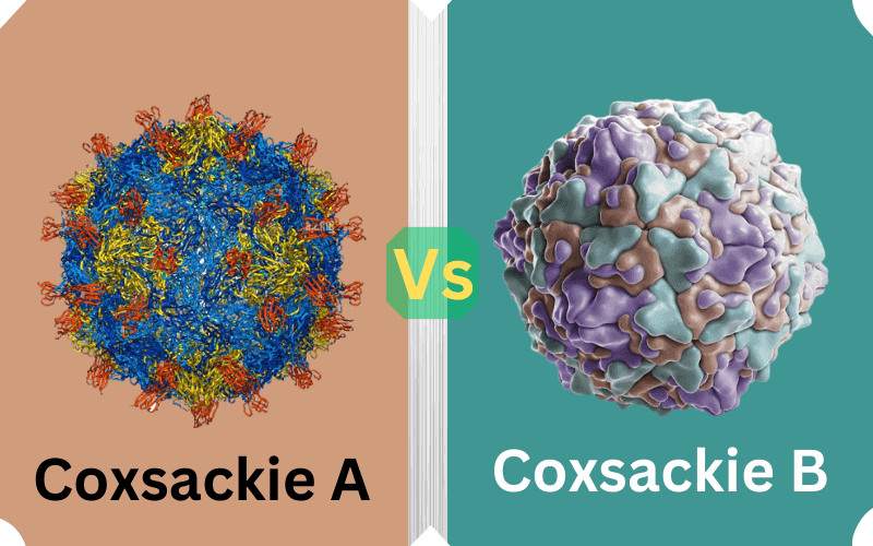 Coxsackie A and B
