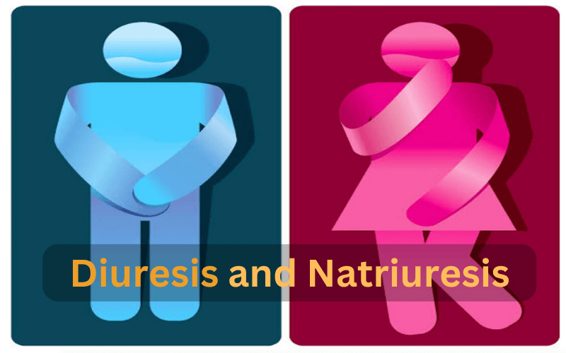 Diuresis and Natriuresis