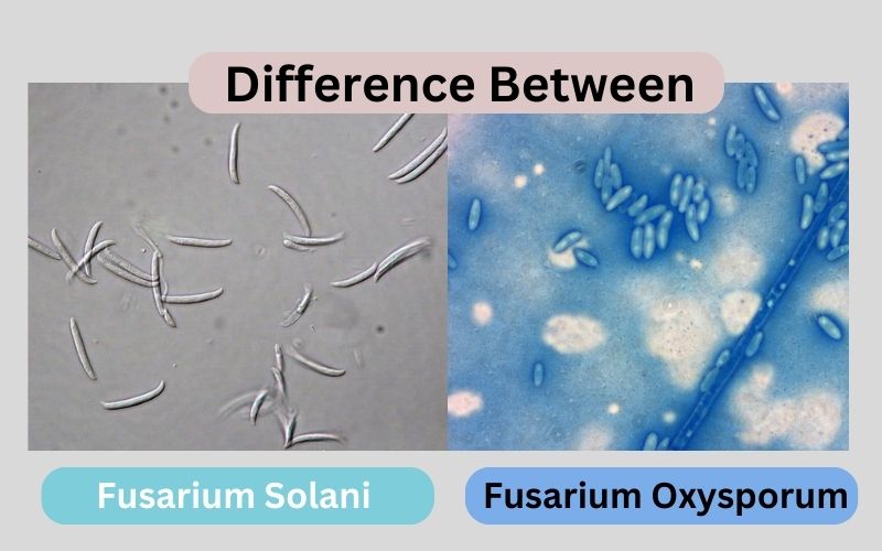 Fusarium Solani and Fusarium Oxysporum